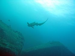 Unterwasserfotos Tauchbilder Tauchen in Khao Lak - Similans - Andamanensee - Thailand