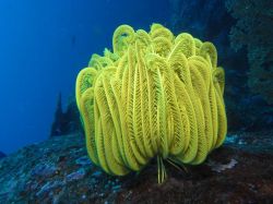 Unterwasserfotos Tauchbilder Tauchen in Khao Lak - Similans - Andamanensee - Thailand