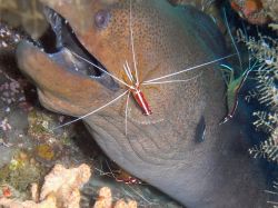 Unterwasserfotos Tauchbilder Tauchen in Khao Lak - Similans - Andamanensee - Thailand