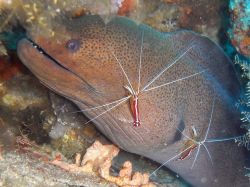 Unterwasserfotos Tauchbilder Tauchen in Khao Lak - Similans - Andamanensee - Thailand