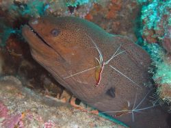 Unterwasserfotos Tauchbilder Tauchen in Khao Lak - Similans - Andamanensee - Thailand