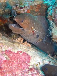 Unterwasserfotos Tauchbilder Tauchen in Khao Lak - Similans - Andamanensee - Thailand