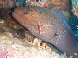Unterwasserfotos Tauchbilder Tauchen in Khao Lak - Similans - Andamanensee - Thailand