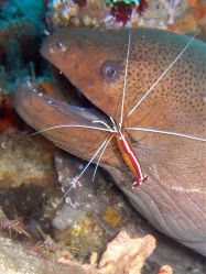 Unterwasserfotos Tauchbilder Tauchen in Khao Lak - Similans - Andamanensee - Thailand