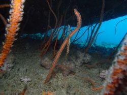 Unterwasserfotos Tauchbilder Tauchen in Khao Lak - Similans - Andamanensee - Thailand