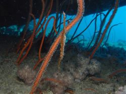 Unterwasserfotos Tauchbilder Tauchen in Khao Lak - Similans - Andamanensee - Thailand