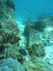 Unterwasserfotos Tauchbilder Tauchen in Khao Lak - Similans - Andamanensee - Thailand
