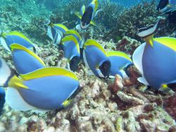 Unterwasserfotos Tauchbilder Tauchen in Khao Lak - Similans - Andamanensee - Thailand