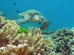 Unterwasserfotos Tauchbilder Tauchen in Khao Lak - Similans - Andamanensee - Thailand