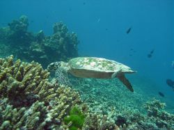 Unterwasserfotos Tauchbilder Tauchen in Khao Lak - Similans - Andamanensee - Thailand