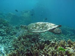 Unterwasserfotos Tauchbilder Tauchen in Khao Lak - Similans - Andamanensee - Thailand