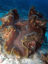 Unterwasserfotos Tauchbilder Tauchen in Khao Lak - Similans - Andamanensee - Thailand