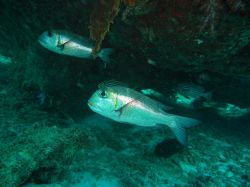 Unterwasserfotos Tauchbilder Tauchen in Khao Lak - Similans - Andamanensee - Thailand