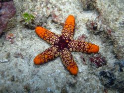 Unterwasserfotos Tauchbilder Tauchen in Khao Lak - Similans - Andamanensee - Thailand