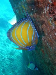 Unterwasserfotos Tauchbilder Tauchen in Khao Lak - Similans - Andamanensee - Thailand