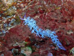 Unterwasserfotos Tauchbilder Tauchen in Khao Lak - Similans - Andamanensee - Thailand