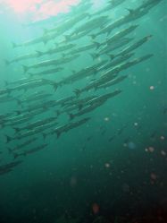 Unterwasserfotos Tauchbilder Tauchen in Khao Lak - Similans - Andamanensee - Thailand