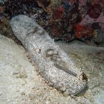 M0010775 