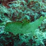 M0010394 a