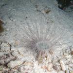 M0011592 a