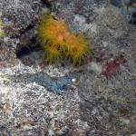 M0011646 a