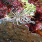M0010656 a