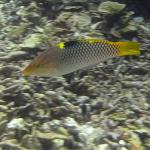 M0011186 a