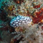 M0010698 a