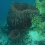 M0010398 