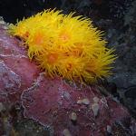 M0011526 