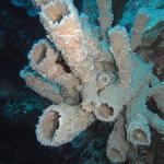 M0011691 