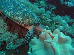 Unterwasserfotos Tauchbilder Tauchen Apo Island / Philippinen