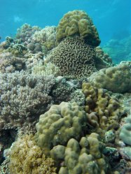 Unterwasserfotos Tauchbilder Tauchen Apo Island / Philippinen