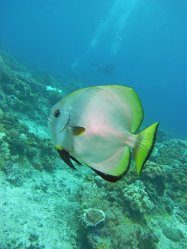 Unterwasserfotos Tauchbilder Tauchen Apo Island / Philippinen