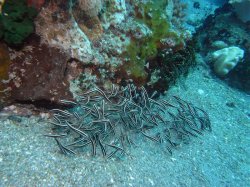 Unterwasserfotos Tauchbilder Tauchen Apo Island / Philippinen