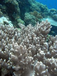 Unterwasserfotos Tauchbilder Tauchen Apo Island / Philippinen