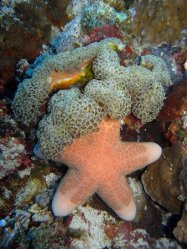 Unterwasserfotos Tauchbilder Tauchen Apo Island / Philippinen