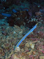 Unterwasserfotos Tauchbilder Tauchen Apo Island / Philippinen