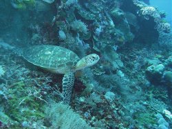 Unterwasserfotos Tauchbilder Tauchen Apo Island / Philippinen