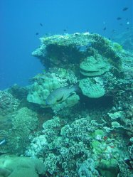 Unterwasserfotos Tauchbilder Tauchen Apo Island / Philippinen
