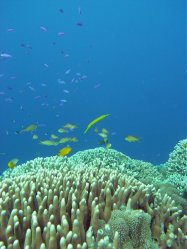 Unterwasserfotos Tauchbilder Tauchen Apo Island / Philippinen