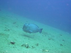 Unterwasserfotos Tauchbilder Tauchen Apo Island / Philippinen