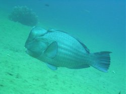 Unterwasserfotos Tauchbilder Tauchen Apo Island / Philippinen