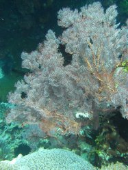 Unterwasserfotos Tauchbilder Tauchen Apo Island / Philippinen