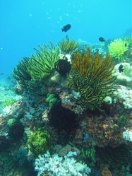 Unterwasserfotos Tauchbilder Tauchen Apo Island / Philippinen