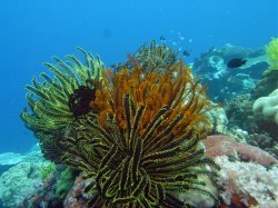 Unterwasserfotos Tauchbilder Tauchen Apo Island / Philippinen