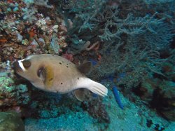 Unterwasserfotos Tauchbilder Tauchen Apo Island / Philippinen