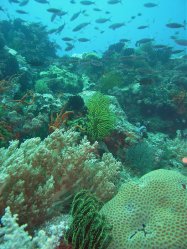 Unterwasserfotos Tauchbilder Tauchen Apo Island / Philippinen