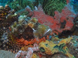 Unterwasserfotos Tauchbilder Tauchen Apo Island / Philippinen