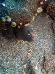 Unterwasserfotos Tauchbilder Tauchen Apo Island / Philippinen